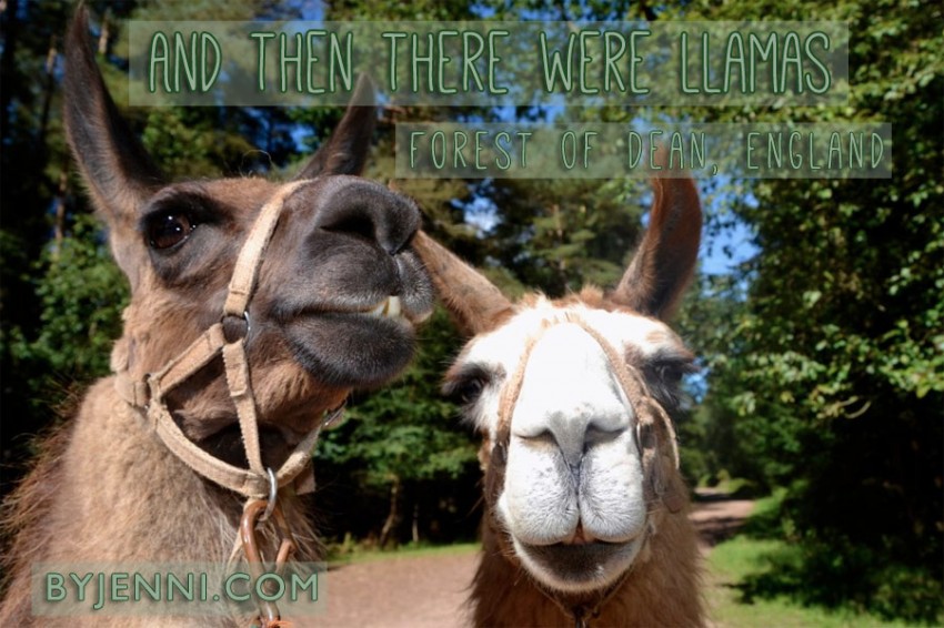 andthentherewerellamas
