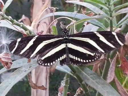 butterfly2