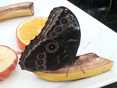 butterfly3