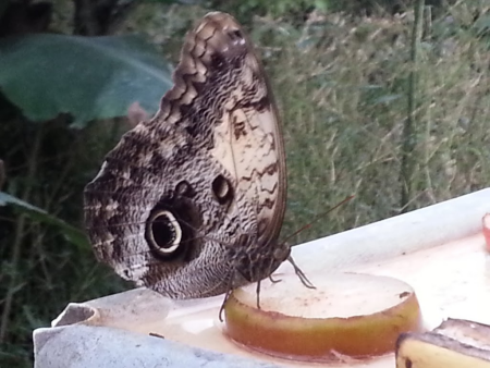 butterfly4