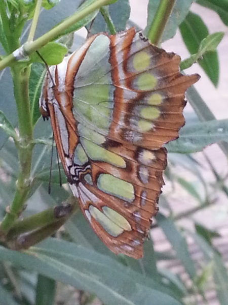butterfly5