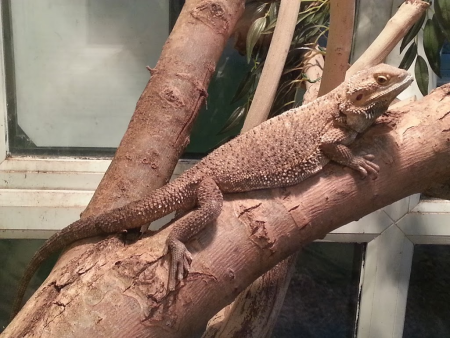 iguana