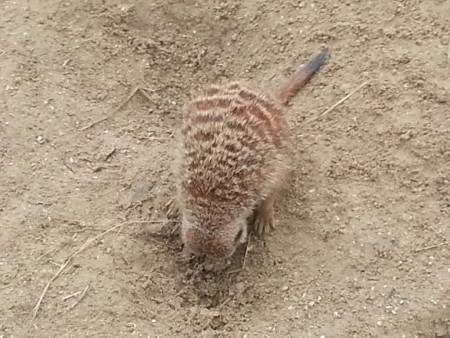 meerkat
