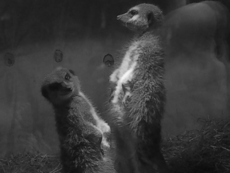 meerkat2