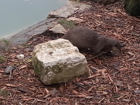 otter