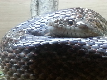 snake