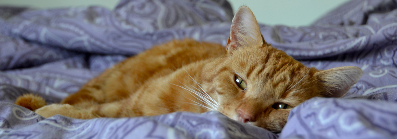 Ginge