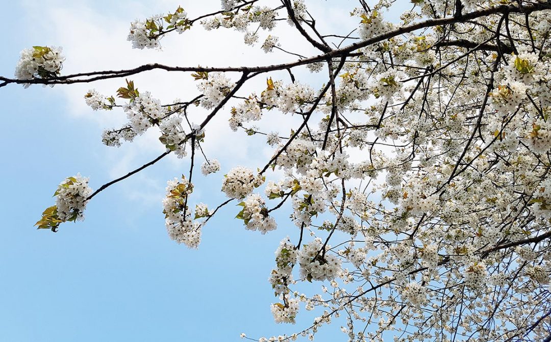 Spring blossom
