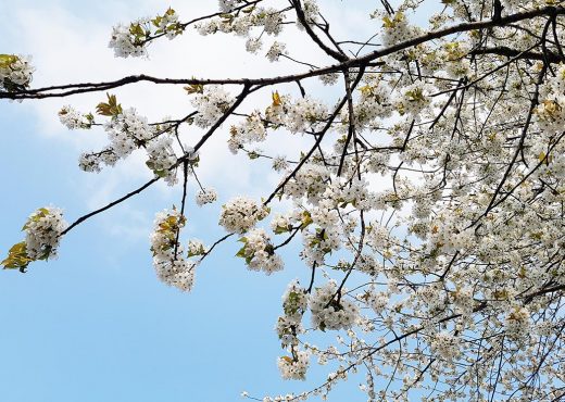Spring blossom