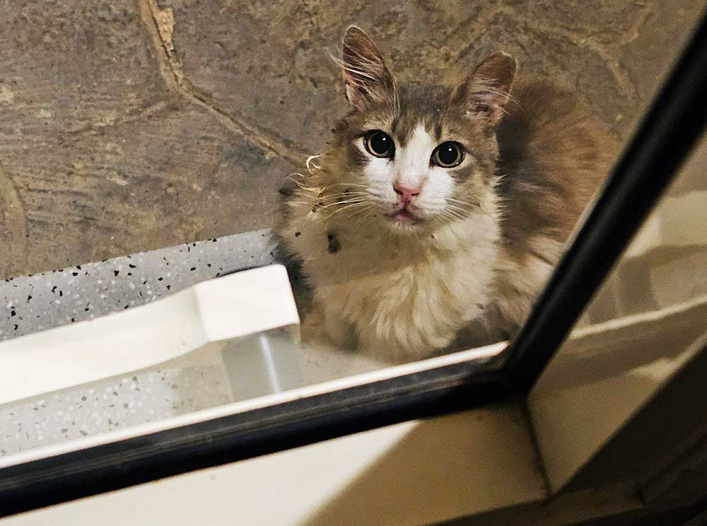 Cat staring through door