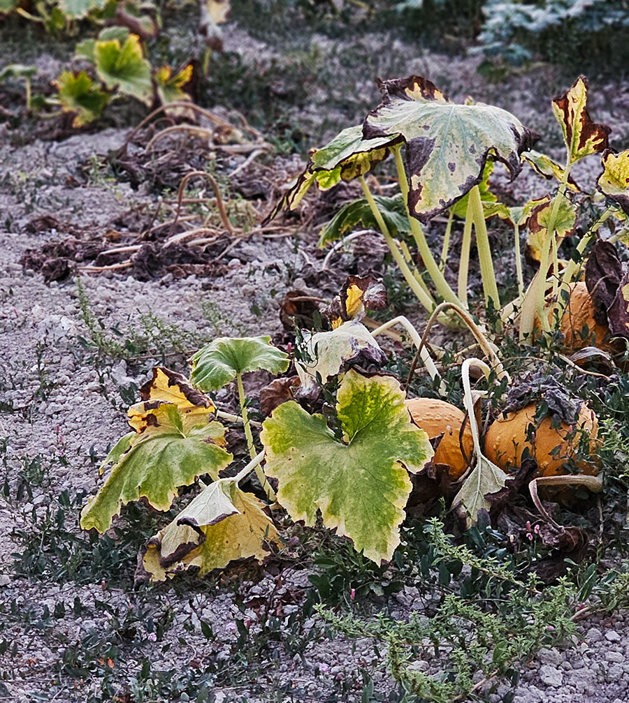Pumpkin patch